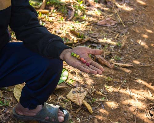 Coffee plantation on Bolaven Plateau